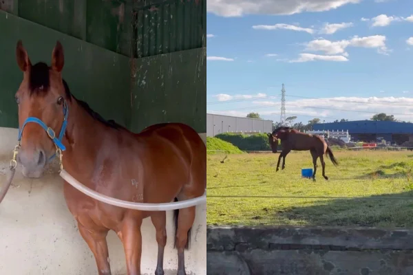 Foto colorida de um cavalo - Metrópoles