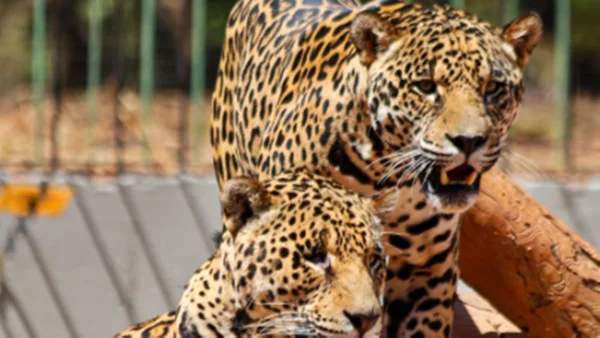 Zoo de Brasília revela o motivo por trás de recintos vazios