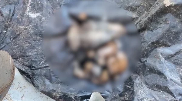 Cães decapitados