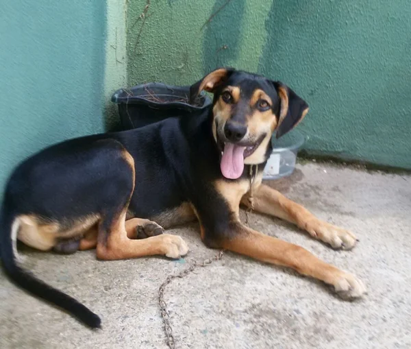 Polícia resgata cão maltratado pelo dono. Veja vídeo das agressões