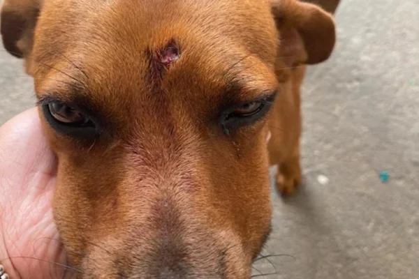 Polícia prende suspeito de atirar na cabeça de um cachorro em Goiânia