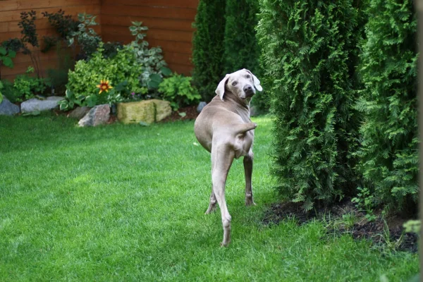 Imagem colorida de cachorro de três pernas na grama
