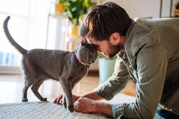 Foto colorida de gato cinza trocando carinhos com tutor do sexo masculino - Metrópoles.