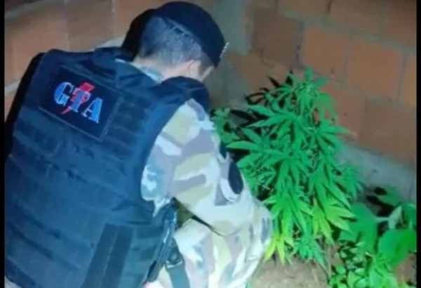 Vídeo: PM encontra plantação de maconha em chácara do Distrito Federal