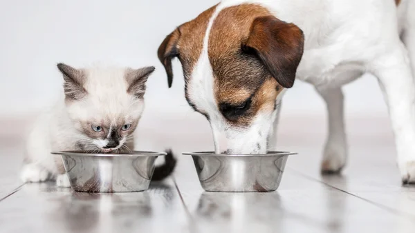 pets se alimentando