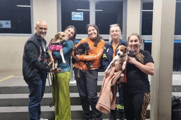Vídeo: cães resgatados do RS ganham novo lar no DF. Saiba como adotar