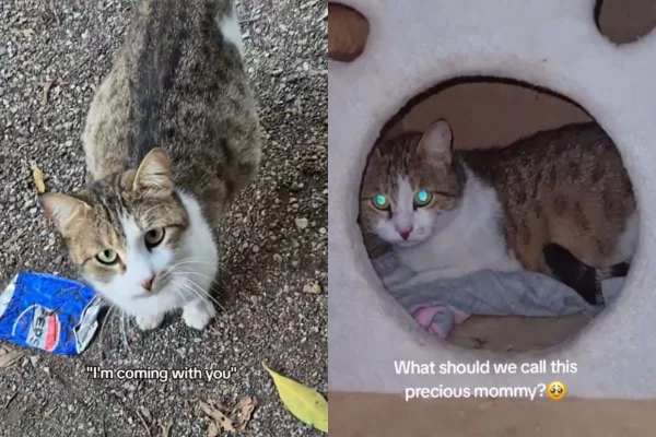 Foto colorida de uma gata - Metrópoles