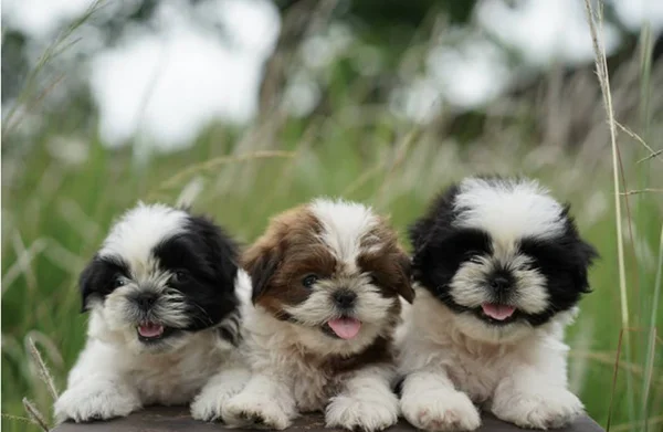 Traços de personalidade do shih tzu: o que esperar dessa raça?