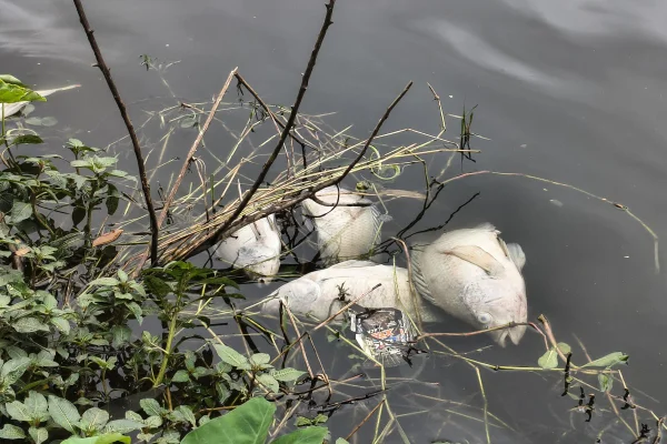 Imagem mostra peixes mortos em lago - Metrópoles