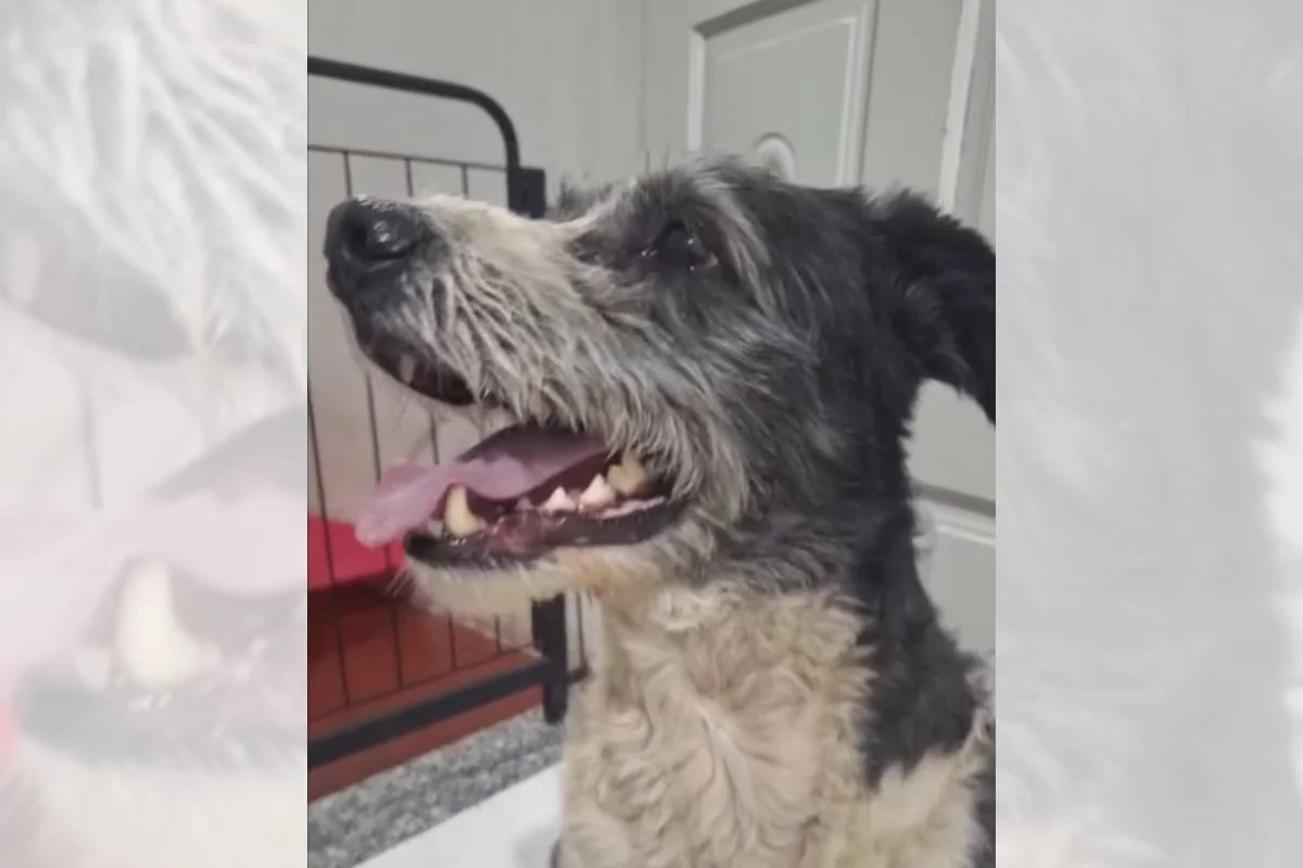 Deixados para trás: cães esperam por tutores em casa após serem abandonados