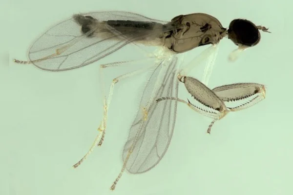 'Hemerodromia mystica' coletada na Mata Atlântica carioca. Metrópoles