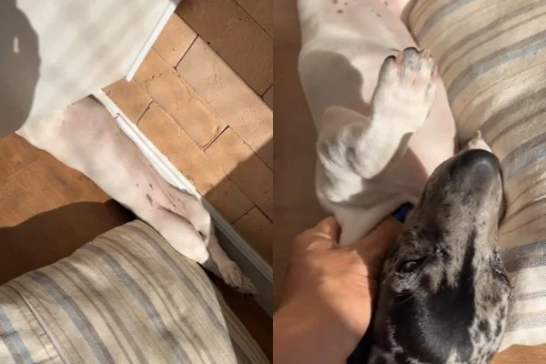 Foto colorida de um cachorro tomando sol - Metrópoles