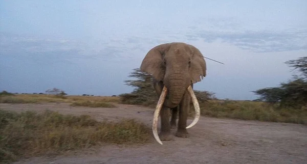 Elefante leva flechada na cabeça e corre para pedir socorro a humanos