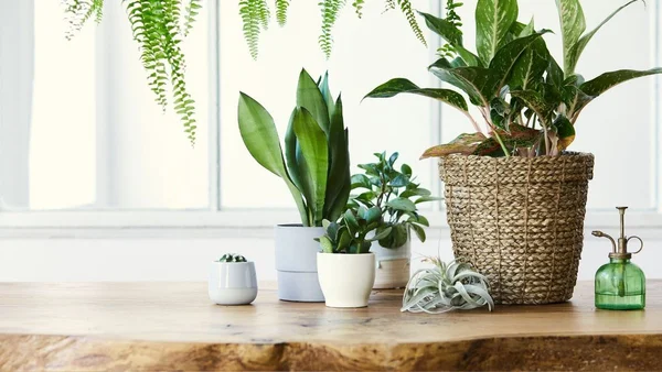Vários vasos com plantas