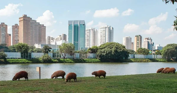 Febre maculosa: estudo da USP abre caminho para vacina