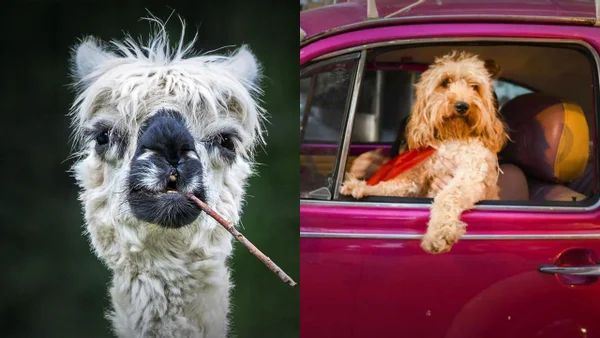 Lhama e cachorro posando para fotos diferentes