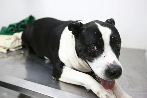 ONG pede ajuda para tratar pit bull tirada do dono no DF