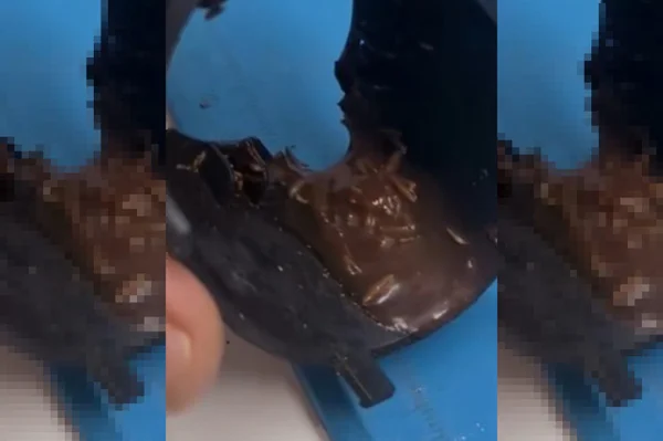Montagem colorida de larvas em máquina de café - Metrópoles