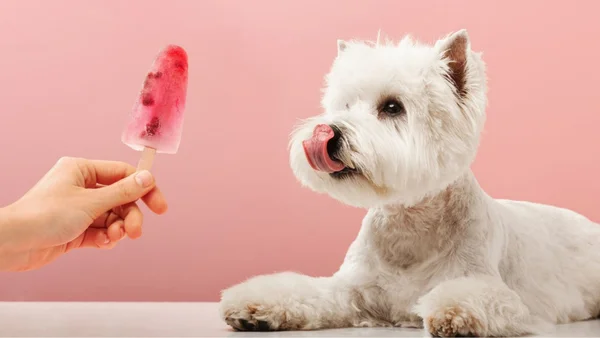 Cachorro e picolé