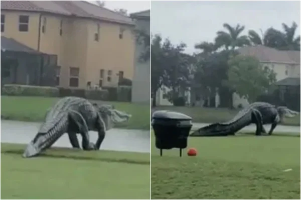 Crocodilo em campo de golfe