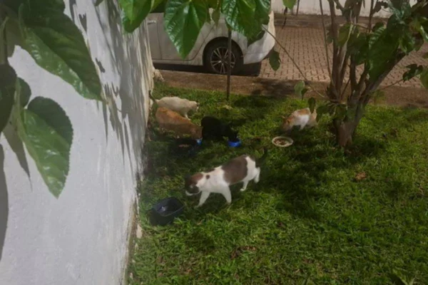 Síndica de condomínio no DF é acusada de destruir abrigos de 50 gatos