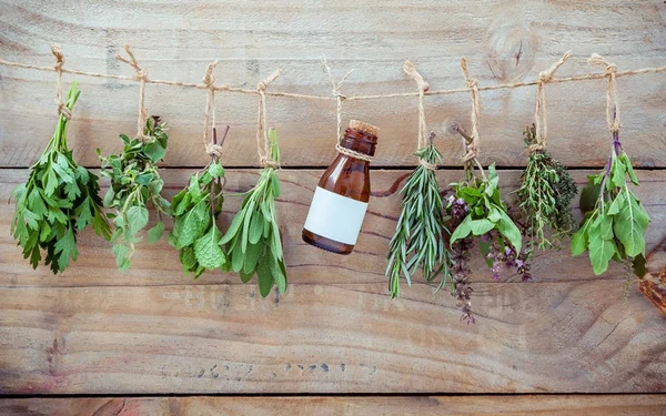Plantas medicinais podem aumentar fertilidade. Saiba quais