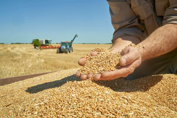 Imagem de homem segurando grãos de produção de alimentos - Metrópoles