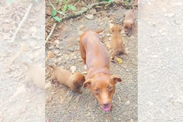 família de cães abandonados