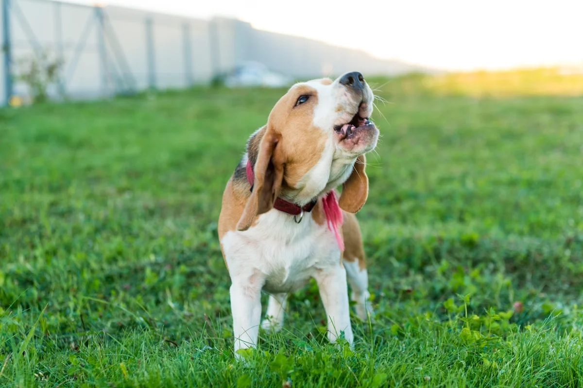 Os sinais que o cão dá antes de ficar agressivo, segundo veterinário