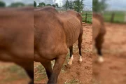 Defesa de haras disse que dona contratou pacote básico Defesa de haras disse que dona contratou pacote básico