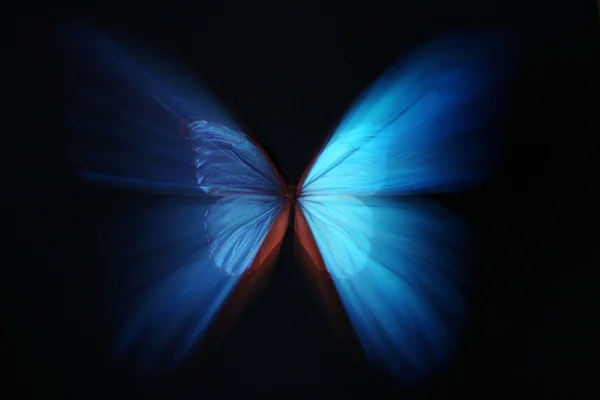 Foto colorida de borboleta - Você sabe o que é efeito borboleta? Entenda a teoria do acaso