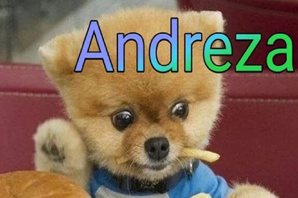 Bombou! Memes de bichinho com nome de gente fazem sucesso nas redes sociais