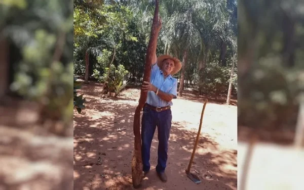goias mandioca 3m