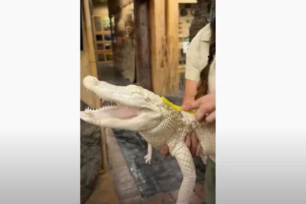 Jacaré albino sorri enquanto é esfregado