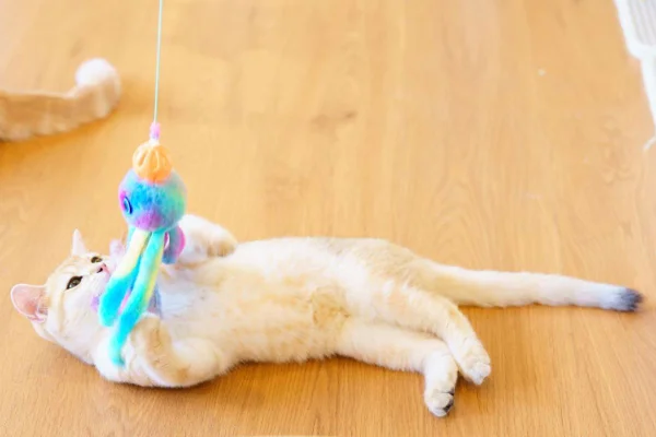 Gatinho brincando