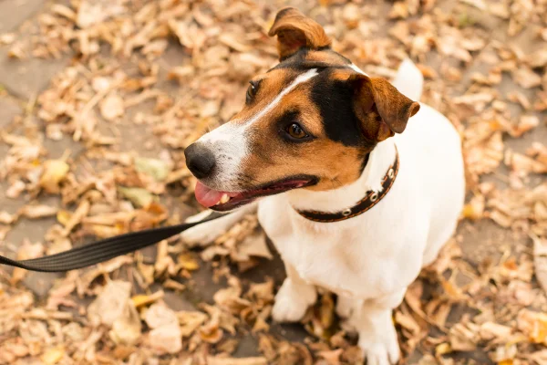 Imagem colorida mostra cachorro passeando - Metrópoles