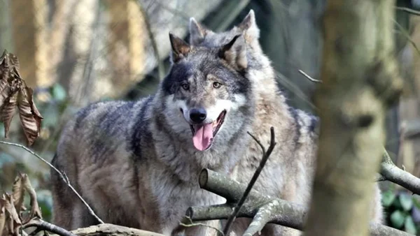 Foto colorida de lobo-cinzento