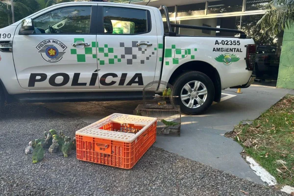 resgata filhotes de papagaio-verdadeiro em assentamento de Teodoro Sampaio (SP) - Metrópoles