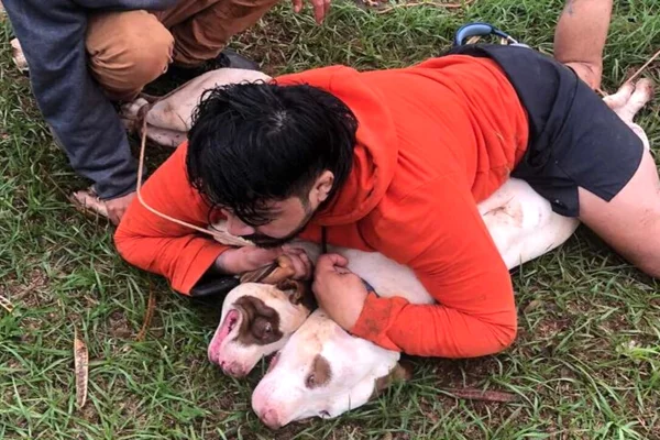 Imagem colorida de homem segurando dois pitbulls