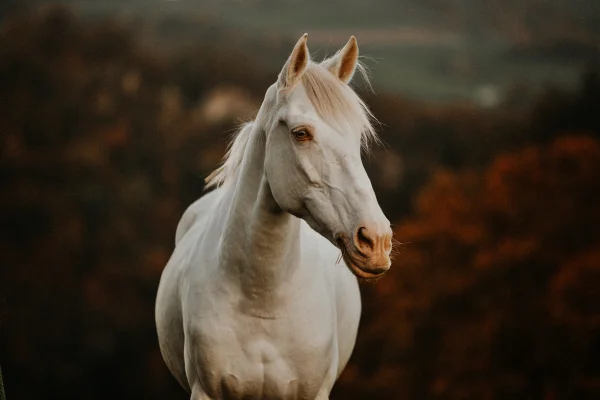 Cavalo cremello