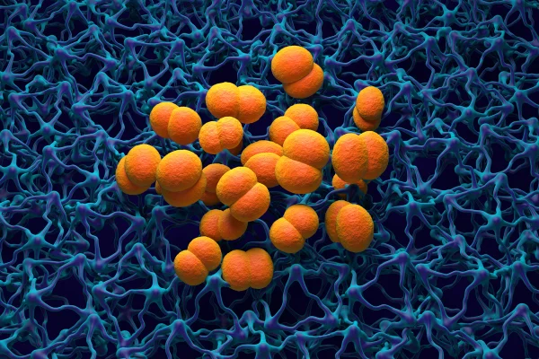 Ilustração da bactéria causadora da meningite (laranja). A Neisseria meningitidis, ou meningococo, é uma bactéria do gênero Cocco que é a principal causa da meningite meningocócica. Metrópoles