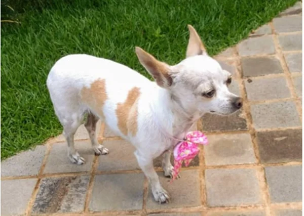 Família procura Miúxa, a pequena chihuahua que desapareceu no Lago Sul