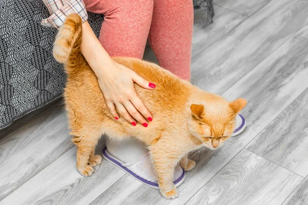 Gatos reconhecem a voz de bebê? Veja o que a ciência diz sobre seu pet