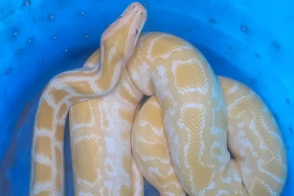 Uma das 12 cobras apreendidas pela Polícia Federal - Metrópoles