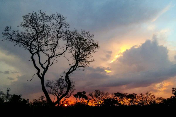 Como a ganância pode destruir o Parque das Sucupiras de Brasília