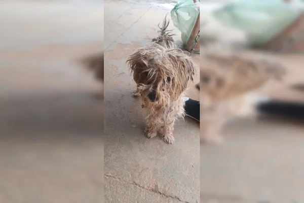 cachorro