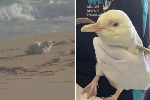 Montagem com fotos coloridas da pinguim fêmea Pérola, encontrada e resgatada em uma praia ao sul da Austrália - Metrópoles
