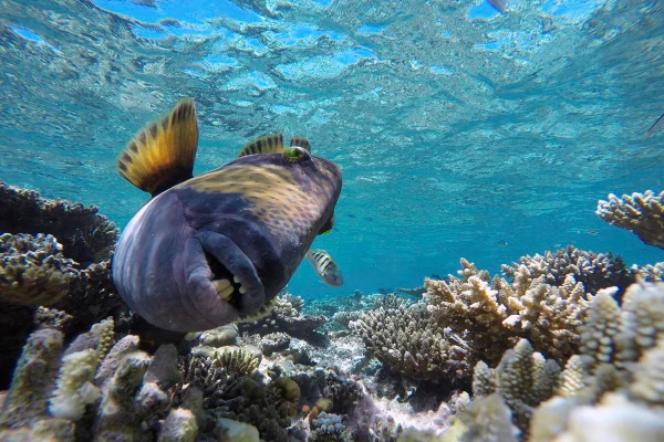 Imagem colorida mostra peixe-porco-titã - Metrópoles
