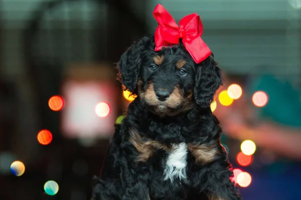 Pets como presente de Natal: decisão exige responsabilidade