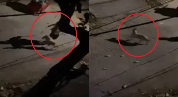 Imagem com cor. Homem sendo flagrado por câmeras maltratando cachorro com chicote
